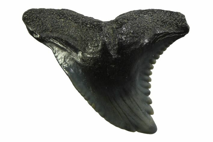 Snaggletooth Shark (Hemipristis) Tooth - South Carolina #354542